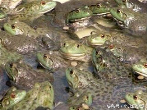 牛蛙饲养爆料视频教程图片,揭秘视频教程与图片解析 第3张 牛蛙饲养爆料视频教程图片,揭秘视频教程与图片解析 第3张